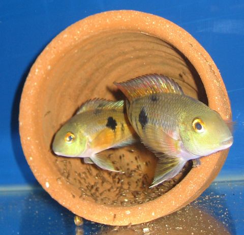 Male and Female NIC with fry 1
