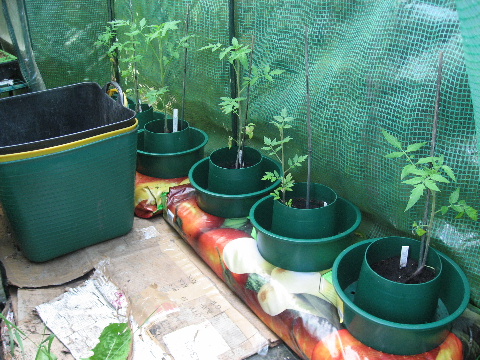 Tomatoes Inside in growbags and growpots