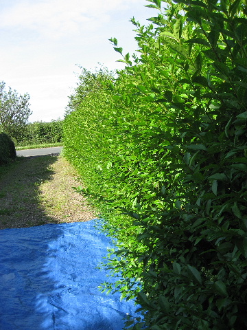 Before Hedge was Cut Pic 1