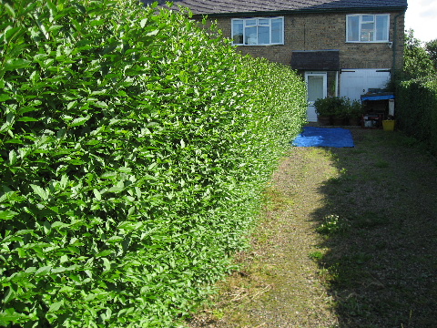 Before Hedge was Cut Pic 3