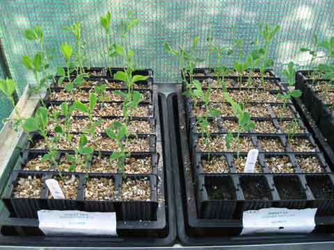 Sweet Peas in Greenhouse No.3
