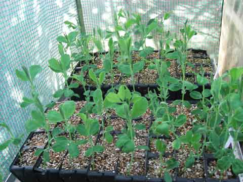 Sweet Peas in Greenhouse No.4
