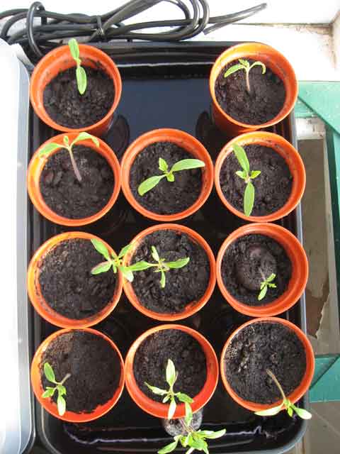 Tomatoe Seedlings in 3