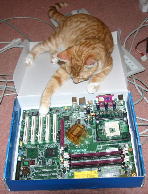 Angus and Motherboard