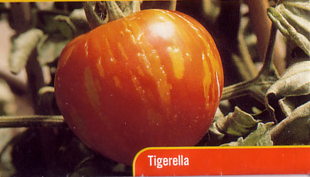 tigerella