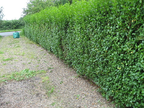 After Hedge was Cut Pic 3