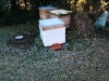 beehive wrapped up for winter