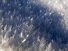 Ice Crystals created by cold Frost