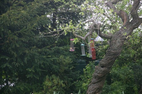 Two Goldfinches on nyjer feeder