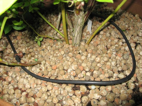 Hozelock 4mm pipe around the base of blueberry bush