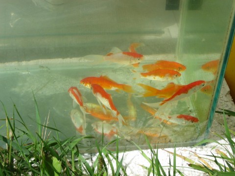 a bag of 10 goldfish