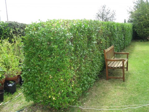 hedge after a tidy-up no.1