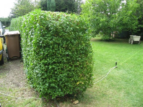 hedge after a tidy-up no.2
