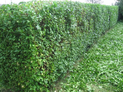 hedge after cutting no.1