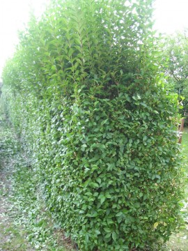 hedge before cutting no.1
