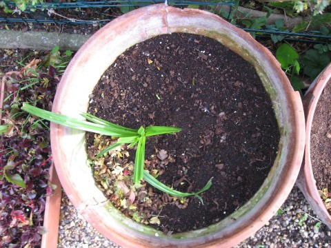 Elephant garlic sprouting