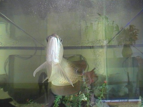 Asian Arrowana on display in a fish tank in Vietnam