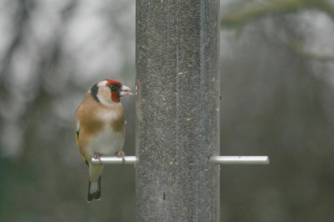 goldfinch-singleton