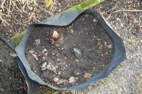 rhubarb crown planted in exhibition potatoe bag