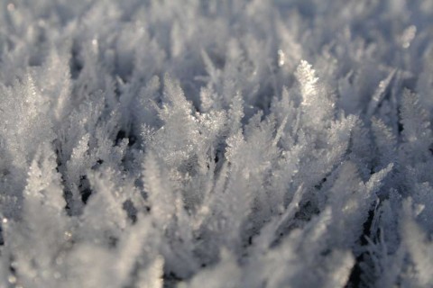 Photograph of frost 