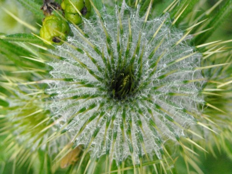 Bull Thistle, Common Thistle, or Spear Thistle 'Cirsium vulgare'