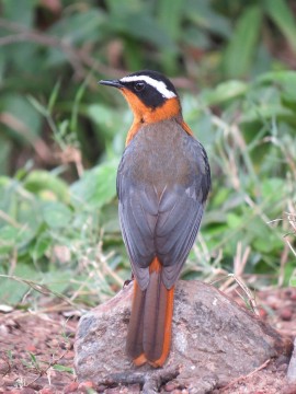 Rüppell's Robin-Chat (Cossypha semirufa) or White-browed Robin-Chat (Cossypha heuglini)
