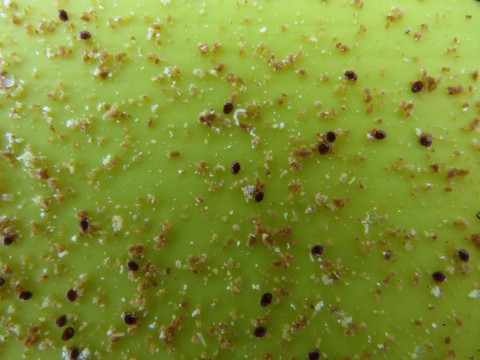 a close up of some varroa destructor mites