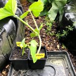 Trying to Grow Giant Pumpkins – 16 June 2019