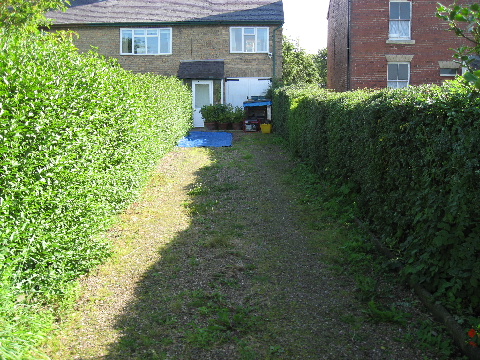 Before Hedge was Cut Pic 2