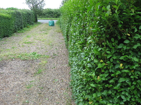After Hedge was Cut Pic 2