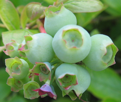 Blueberrys ripening on the bush