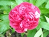 Andy\'s Poeny \'Paeonia officinalis\'