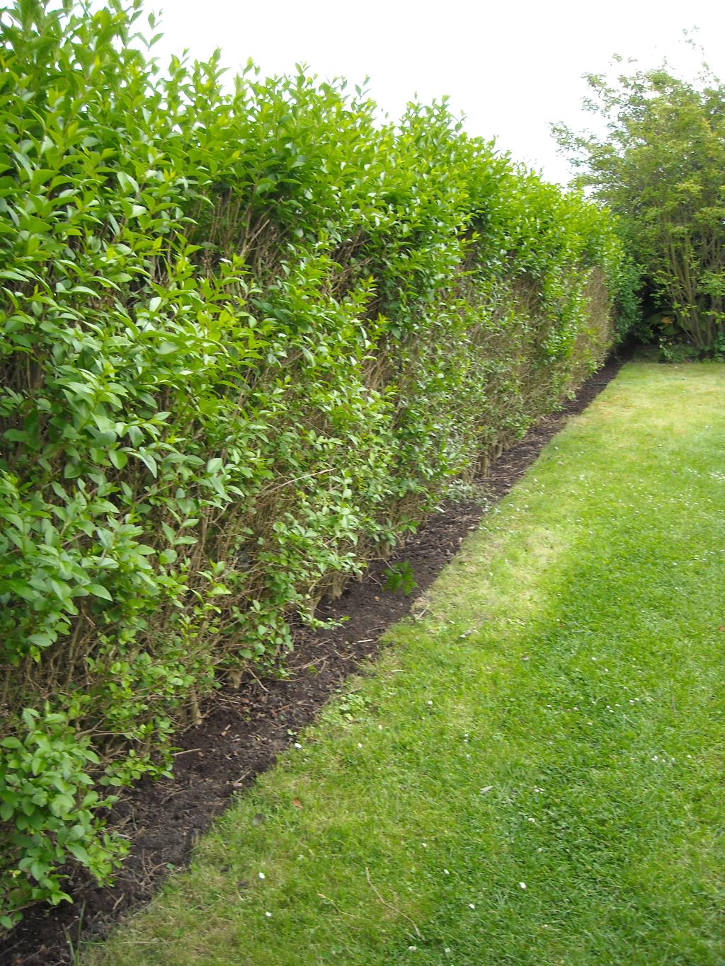 Privet Hedge Andysworld 