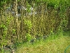 Privet hedge border