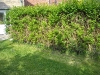 Privet hedge border