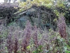 close-up of overgrown greenhouse