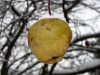 Snow covered apple