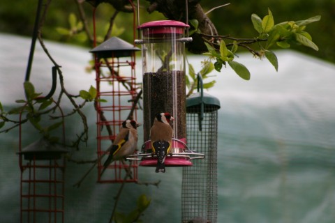 Sunday Goldfinches!