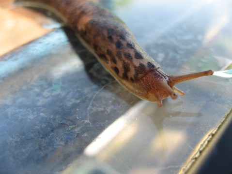 Tiger or Leopard spotted slug (Limax maximus)