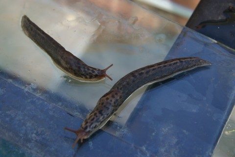 Tiger or Leopard spotted slugs (Limax maximus)