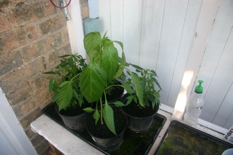 Chilli plants in July in the porch