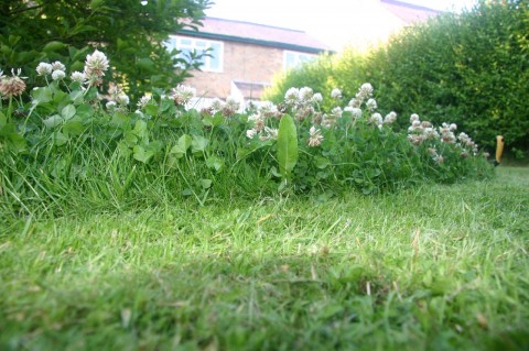 Closeup of clover in the front lawn