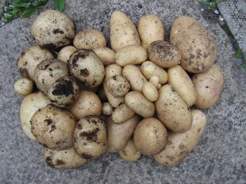 more potatoes