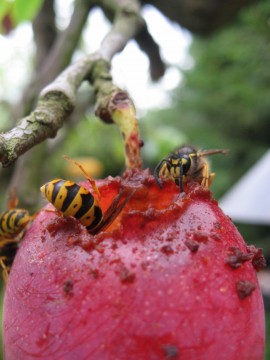 wasps eating my victoria plums