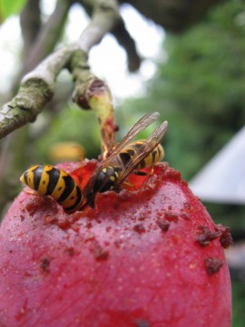 another close-up of wasps on my plums