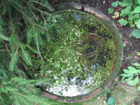 my old water feature