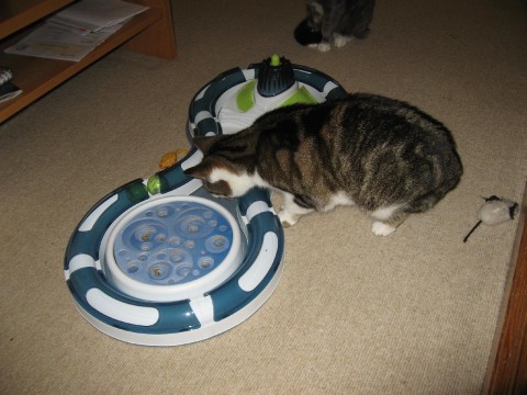 cats-new-toy1-tilly