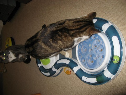 cats-new-toy2-tilly