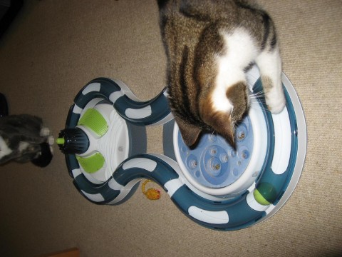 cats-new-toy3-tilly