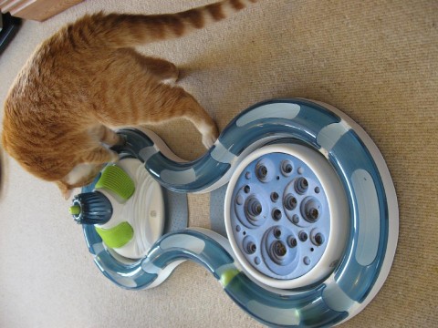 cats-new-toy4-angus